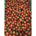 [ иметь машина засвидетельствование ] Kumamoto префектура . последующий иметь машина мини помидоры примерно 3kg коробка [ рефрижератор ]