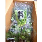 [ пестициды не использовался ]( прямая поставка ) Hokkaido. шпинат примерно 150gP ×45P/ коробка [ рефрижератор ]