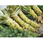 [ пестициды не использовался ]( прямая поставка ) Tokyo Metropolitan area тысяч остров васаби . внутри Tama вода источник васаби (5~15шт.@20~100g/ шт. входит )1 коробка [ рефрижератор ]