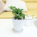 観葉植物空気も浄化するといわれてい...
