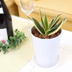 空気を浄化するといわれているサンス...