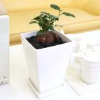 観葉植物妖精がすむといわれている多...