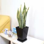 空気を浄化するといわれているサンス...