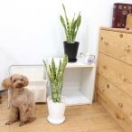 観葉植物空気を浄化するといわれてい...