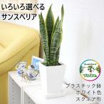 空気を浄化するといわれているサンスベリア 5号 プラスチック鉢 １鉢｜鉢色や鉢の形などを選べます |｜観葉植物 風水 ギフト
