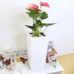 観葉植物 アンスリウム（ピンク） 6号 ホワイトスクエア陶器鉢「ストレート」