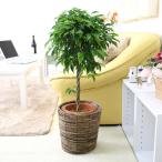 ブルーミングスケープ｜観葉植物ベン...