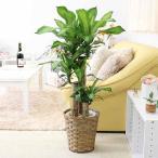 観葉植物幸福の木7号鉢+バスケット...