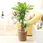 観葉植物幸福の木7号+ブラウンバス...