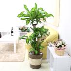 観葉植物幸福の木8号＋ストライプバ...