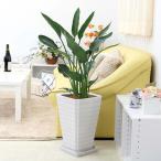 観葉植物ストレリチアレギネ８号スク...