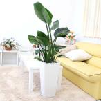 ストレリチア・オーガスタ9号ホワイ...