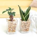 土を使わない観葉植物ゼオライト植え...