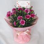 カーネーション鉢花　紫　【送料無料】【お供え花】【母の日】