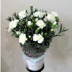 白いカーネーション鉢花【送料無料】【お供え花】【母の日】【オプション無し】