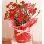 赤いカーネーション鉢花　早期お届け割引 送料無料 4月中のお届けで割引価格 母の日 2025