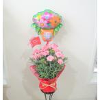 ピンクのカーネーション鉢花 バルーン付き 送料無料  お供え花 母の日 2025