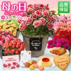 母の日  カーネーション スイーツセット 鉢植え 花鉢 5号 ギフト 義母 70代 60代 50代 40代 30代 20代