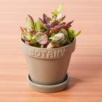 多肉植物切苗 1号