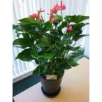 アンスリウムピンク10号鉢四季咲き...