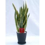 サンセベリア・トリファスキアタ２鉢...