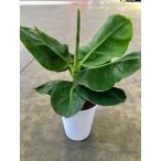  banana. дерево 6 номер горшок ( три сяку banana ) лето место. температура * влажность . снижать .. есть banana tree декоративное растение бесплатная доставка рассада саженец 