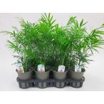 テーブルヤシ１ケースとってもかわい...