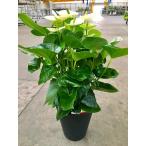 アンスリウム白8号鉢四季咲きで花持...