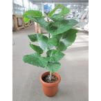 フィカス・ウンベラータ8号ゆったり...