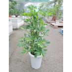 斑入りシェフレラ・ホンコン・カポッ...