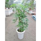 シェフレラ・ホンコン・カポック7号...