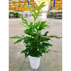 ステノカーパス 8号 観葉植物 シヌアツス ステノカルプス 大鉢 鉢植え 販…