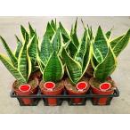 サンスベリア4号1ケースミニ観葉セ...
