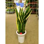サンセベリア・トリファスキアタ7号...