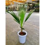 ワシントンヤシ8号観葉植物ワシント...