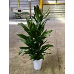 ドラセナ・グローカル8号観葉植物コ...