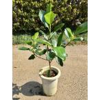 フランスゴム7号観葉植物ゴムの木販...