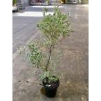  Россия n* оливковый 8 номер gmi. декоративное растение оливковый распродажа рассада саженец растение в горшке редкий вид бесплатная доставка 