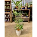  оливковый. дерево 8 номер горшок белый керамика горшок декоративное растение растение садовое дерево подарок подарок символ tree распродажа растение в горшке 