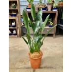 ストレリチア レギネ 8号 茶陶器鉢 観葉植物 スタイリッシュ 鉢植え 苗 リゾート 南国 母の日 敬老 インテリア プランツ