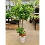 ベンジャミンスタンド8号白陶器鉢観...