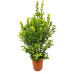 シナモンマートル 8号 観葉植物 シトラール インテリア 贈り物 ギフト 母の日
