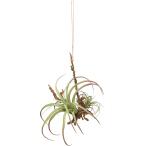 poshu living висячий воздушный растения L зеленый 80916