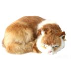 DOUDOO кошка подарок настоящий ...... подлинный товар целиком кошка Chan украшение часть магазин украшение интерьер #3