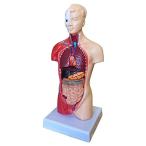Revteds 人体模型 28cm 15パーツ 人体解剖 内蔵 標本 台座安定タイプ 教育 学校 鍼灸 病院 パズル デッサン モデル 内臓