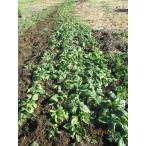  юг Shinshu традиция овощи,~ гора gobou ~(500g)