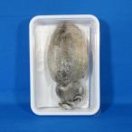 ... рыболовная приманка кальмар kou кальмар sasi корм рефрижератор 