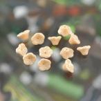チェコビーズ ベルフラワー7x5mm ベージュレインボー 15個 パーツ アクセサリー ハンドメイド 手芸 手作り 素材
