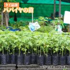  Thai товар вид папайя. рассада Thai овощи синий папайя рассада растение 