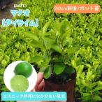 manao( Thai lime ) рассада 20cm передний и задний (до и после) Thai lime плоды национальная кухня бесплатная доставка 